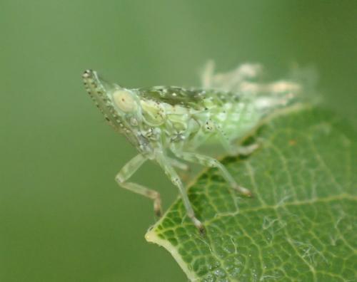 Dictyophara sp.